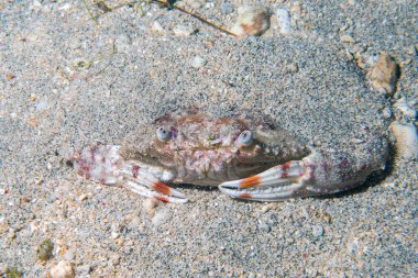 Yengeç portre su altında kum üzerinde