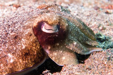 Squid mürekkep balığı su altında siyah lav kum üzerinde