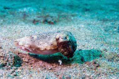 Squid mürekkep balığı su altında siyah lav kum üzerinde