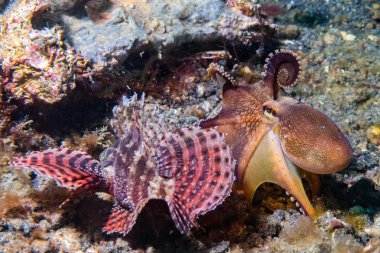 Hindistan cevizi ahtapot iskorpit karşı mücadele