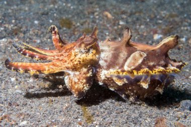 renkli mürekkep balığı mürekkep balığı flamboyant sualtı