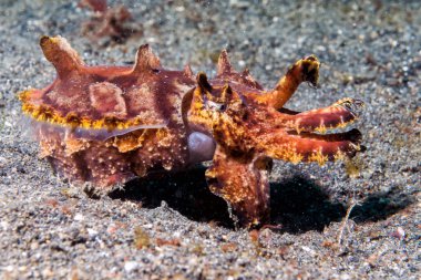 renkli mürekkep balığı mürekkep balığı flamboyant sualtı