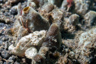 Beyaz iskorpit makro yakın çekim