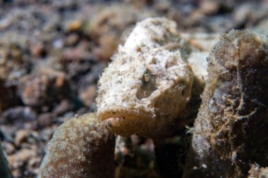 Beyaz iskorpit makro yakın çekim