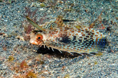 Dactylopterus volitans uçan balık portre