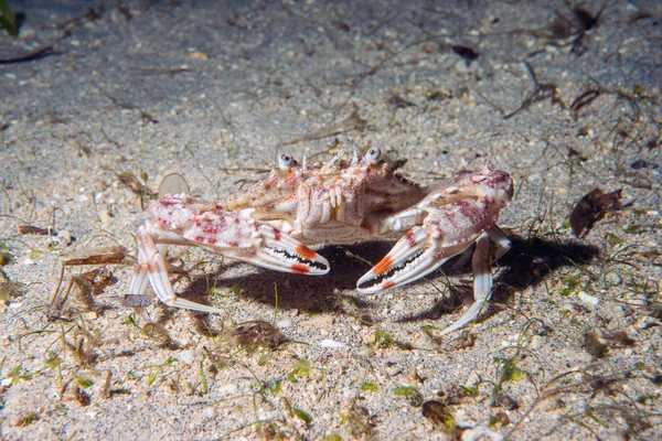 Krab portret op zand onderwater — Stockfoto