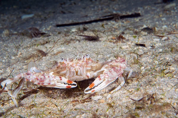 Retrato de caranguejo na areia subaquática — Fotografia de Stock