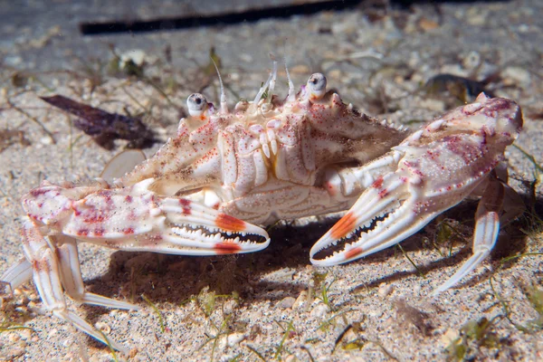 Crab portrait on sand underwater — Stock Photo, Image