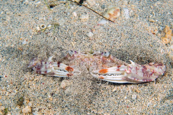 Crab portrait on sand underwater — Stock Photo, Image