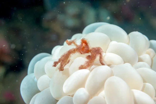 Piros orángután utan rák a kemény korall makró — 스톡 사진