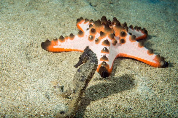 Černé moře koně na růžové sea star — Stock fotografie