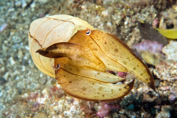 Squid mürekkep balığı su altında siyah lav kum üzerinde — Stok fotoğraf