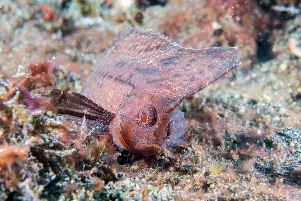 Pesce foglia marrone a Siladen — Foto Stock