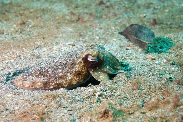 Seppie di calamaro sott'acqua su sabbia lavica nera — Foto Stock