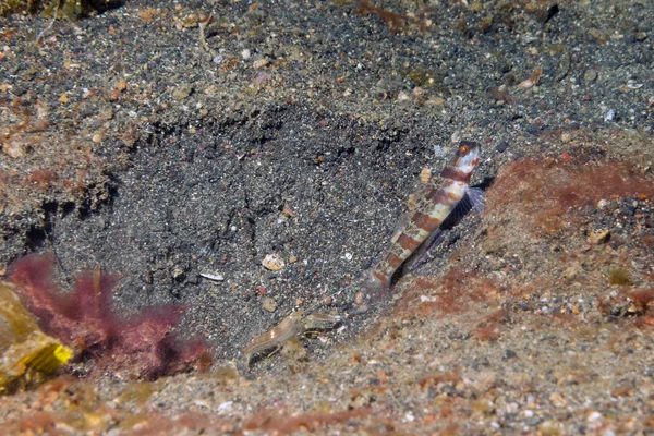Simbiose de camarão e peixe compartilhando o mesmo ninho — Fotografia de Stock