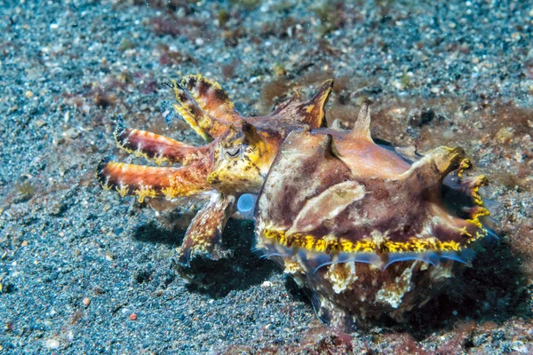 renkli mürekkep balığı mürekkep balığı flamboyant sualtı