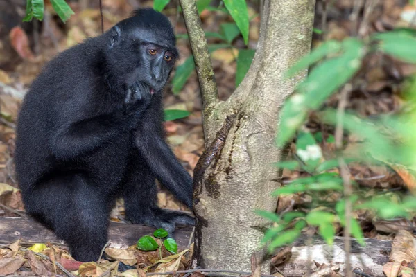 Crested svart makak apa i skogen — Stockfoto