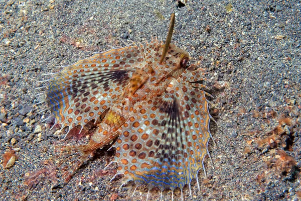 Daktylopterus volitans fliegender Fisch Porträt — Stockfoto