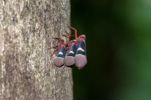 Balsem cricket op een boom Nachtportret — Stockfoto