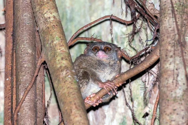 Tarsius nocturnal indonesian monkey portrait — Stock Photo, Image