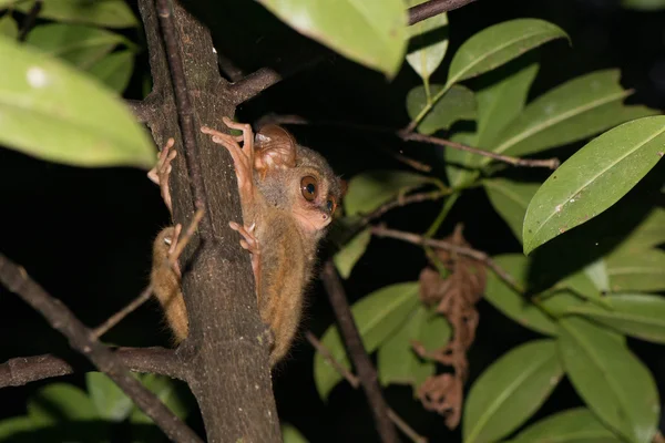 Tarsius nocturne indonésien portrait de singe — Photo