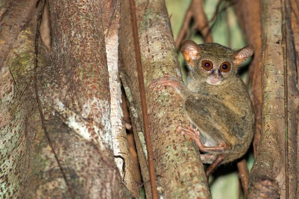 Tarsius nocnych indonezyjski małpa portret — Zdjęcie stockowe