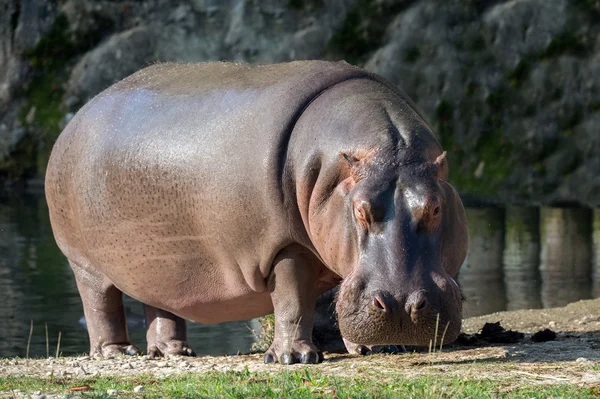 Witte neushoorn portret tijdens het eten — Stockfoto