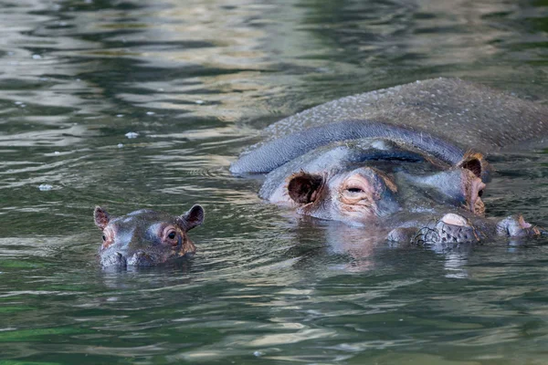 Portrait hippopotame bébé et grande mère — Photo