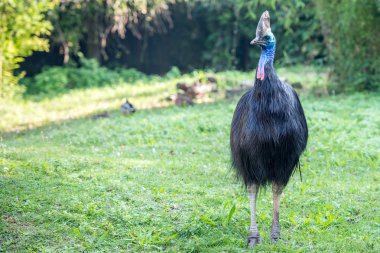 Cassowary dev kuş portre yakın çekim