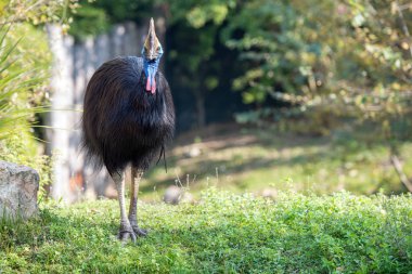 cassowary giant bird portrait close up clipart