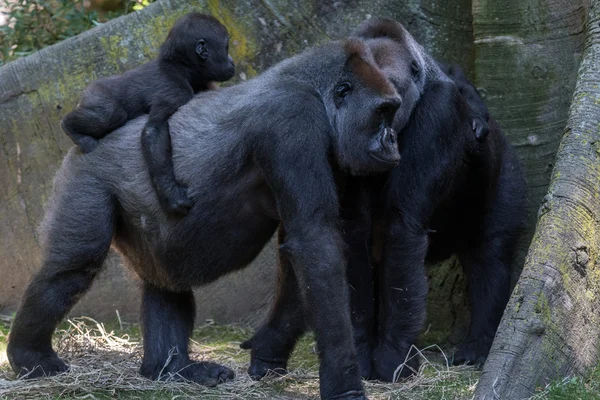 Bebé recién nacido gorila con madre — Foto de Stock