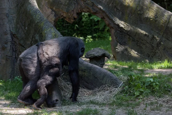 Bebé recién nacido gorila con madre — Foto de Stock