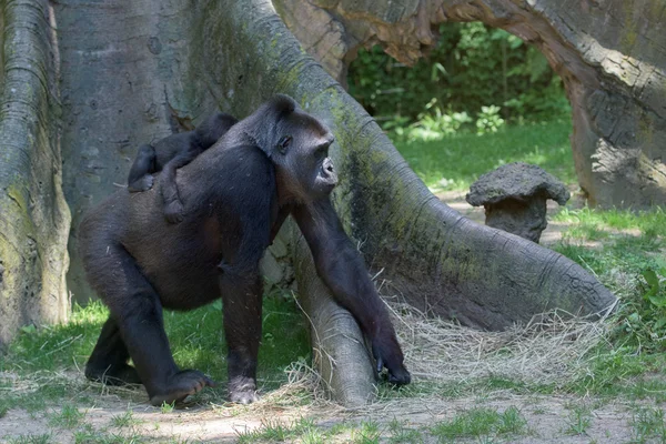 Nyfödd baby gorilla med mamma — Stockfoto