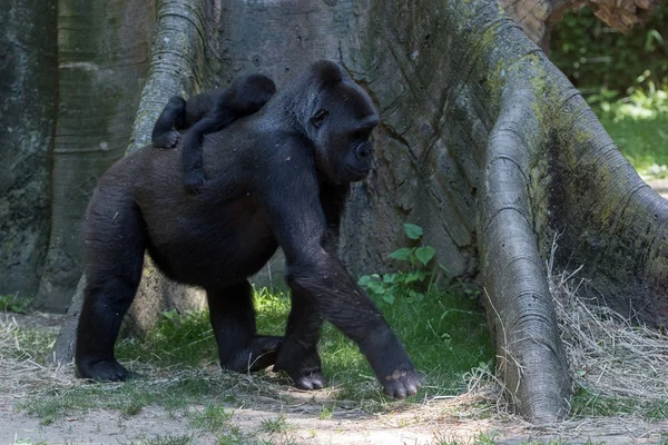Bebé recién nacido gorila con madre — Foto de Stock