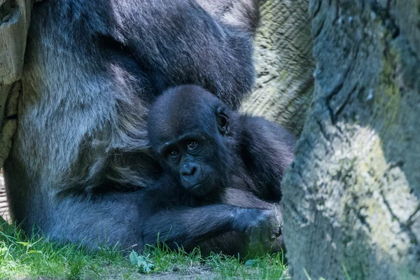 Bebé recién nacido gorila con madre — Foto de Stock