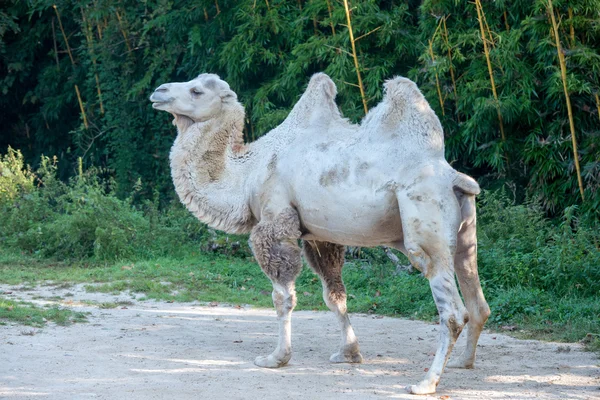 Vit kamel närbild porträtt — Stockfoto