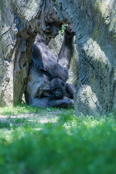 Новорожденная горилла с матерью — стоковое фото