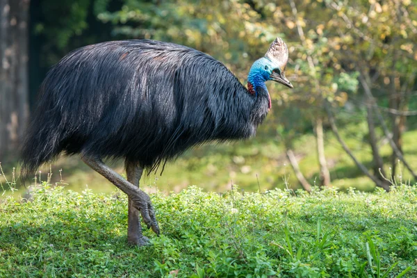 Portrait d'oiseau géant casoar de près — Photo