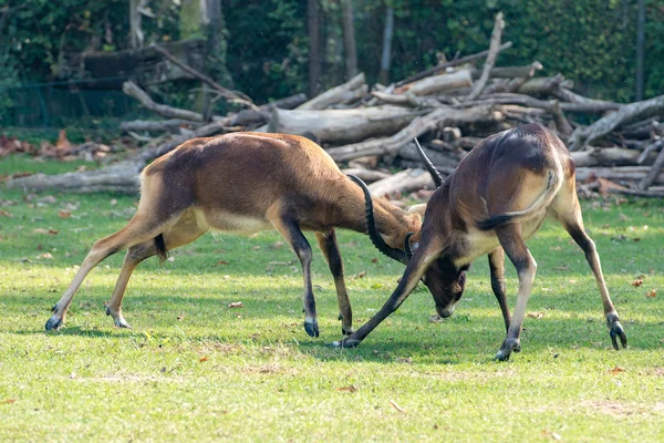 Cerfs d'Afrique antilope tout en combattant — Photo