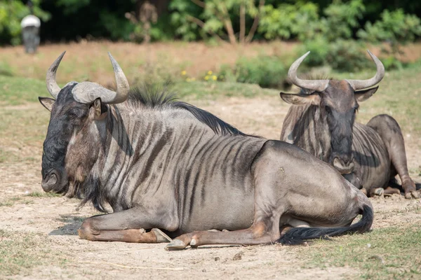 Afrikaanse gnu terwijl rusten op gras — Stockfoto