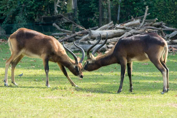 Afrikanische Hirschantilope im Kampf — Stockfoto