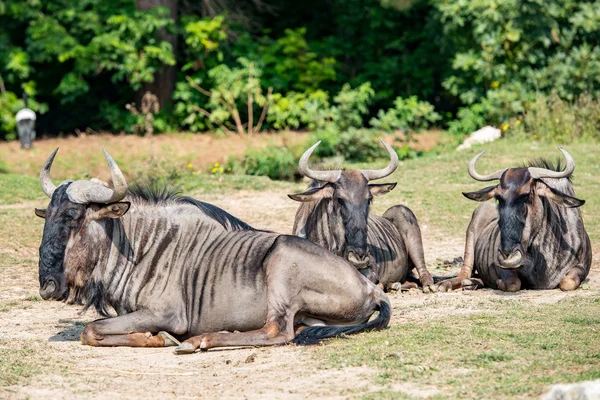 African gnu while resting on grass — Stock Photo, Image