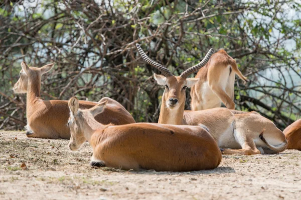 Impala-Porträt afrikanischer Hirsche aus nächster Nähe — Stockfoto