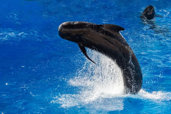 Pilot whale skoki poza morzem — Zdjęcie stockowe