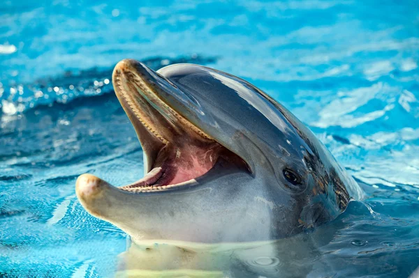 Дельфины улыбаются крупным планом — стоковое фото