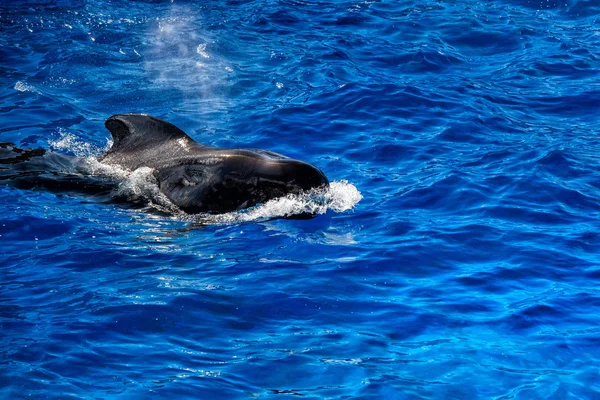 Pilot whale pływanie dla Ciebie — Zdjęcie stockowe