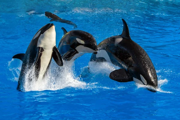 Orca вбивця кит під час стрибків — стокове фото