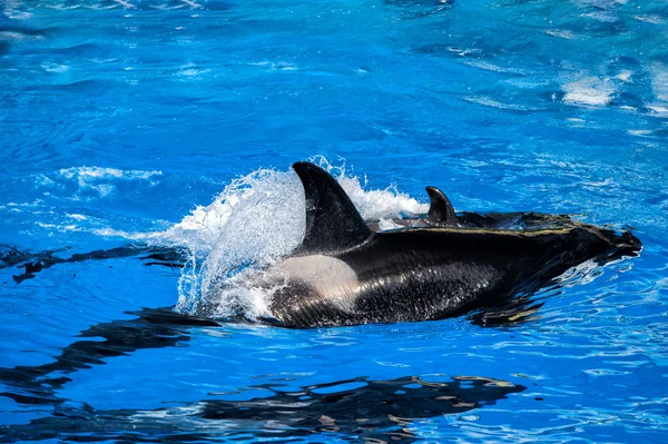 Orca orka matki i łydki podczas pływania — Zdjęcie stockowe