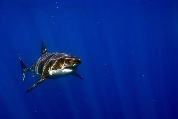 Grande tubarão branco pronto para atacar — Fotografia de Stock