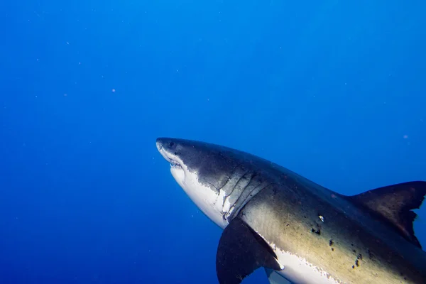 Great White shark ready to attack — Stock Photo, Image